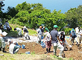 越前水仙花咲かそう大作戦